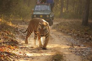 V národním parku Kanha můžete potkat tygry
