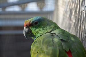 Papouščí zoologická zahrada v Bošovicích