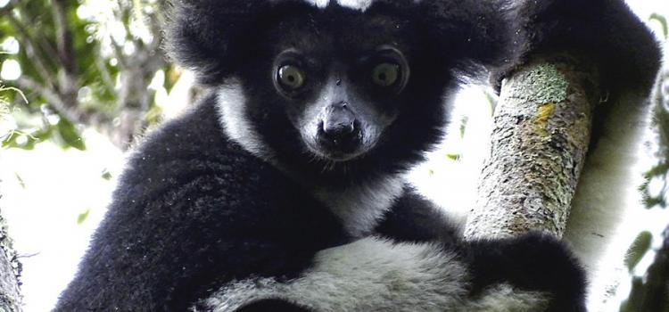 Indri – největší z lemurů