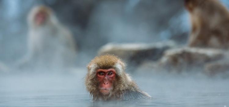 Makak červenolící – japonská sněžná opice