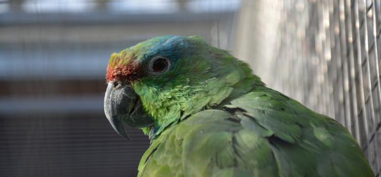Papouščí zoologická zahrada v Bošovicích