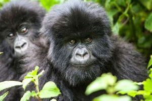 Gorily, které přelstily pytláky