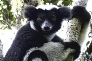Indri – největší z lemurů