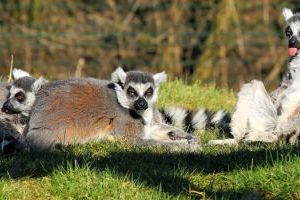 Unikátní zvířena Madagaskaru